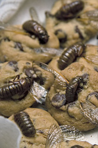 Cicada chocolate chip cookies (Source: www.acooksguilde.com)