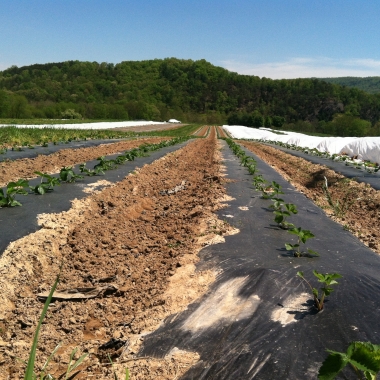 Strawberries are a' coming! (Kristy McCarron/DC on Heels)