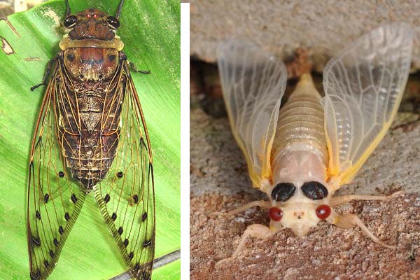 The adult cicada (left) and the nymph (right). 