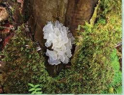 Tremella Mushroom (Photo by Mushroom Wisdom)