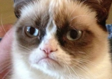 Grumpy Cat resents the accusations. (Photo courtesy of Foxnews.com)