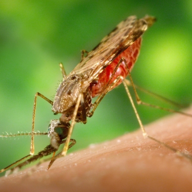 Mosquitoes don't migrate very far, so just clearing out stagnant water will drastically decrease the likelihood of mosquito bites. (Photo: Centers for Disease Control and Prevention)