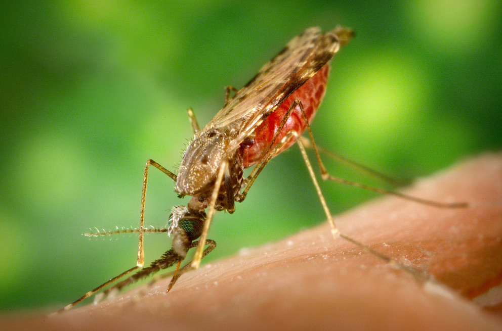 Mosquitoes don't migrate very far, so just clearing out stagnant water will drastically decrease the likelihood of mosquito bites. (Photo:  Centers for Disease Control and Prevention)