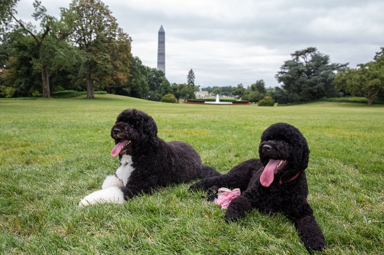 Sunny and Bo Chilling (Photo: Pete Souza/White House)