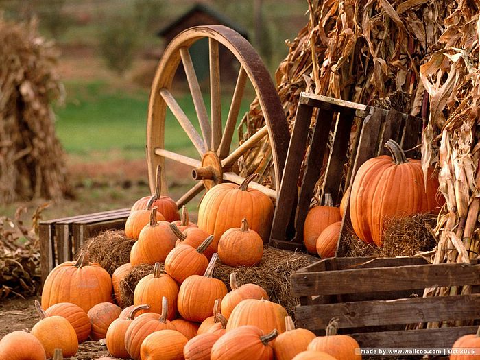 Pumpkins: indispensable to fall décor. (Photo: Wallcoo.net)