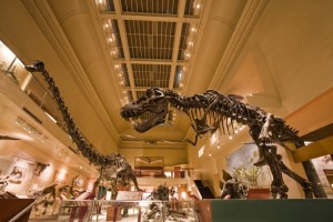 The Smithsonian's National Museum of Natural History will close dinosaur hall for five years on Apr. 28 to remodel. (Photo: Chip Clark)