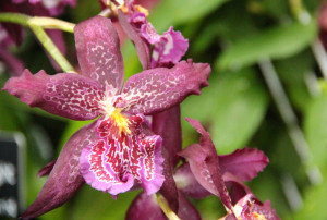 And orchid on display at the U.S. Botanic Garden. (Photo: U.S. Botanic Garden)