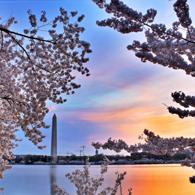 The Washington Monument on Friday framed by cherry blossoms. (Photo: Wolfpackwx/Flickr)
