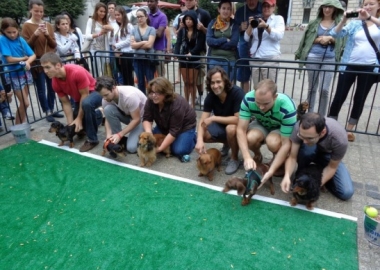 Dachshunds prepare to race at the 2013 Wiener 500. (Photo: ontaponline)