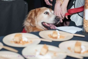 Leashed dogs are welcome at the Washington Humane Society's "Champagne & Sugar" on Feb. 4. (Photo: Rich Kessler)