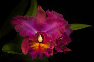 The Smithsonian's orchid exhibit runs through Apr. 26 at the Natural History Museum. (Photo: Owen Holmes/Smithsonian) 