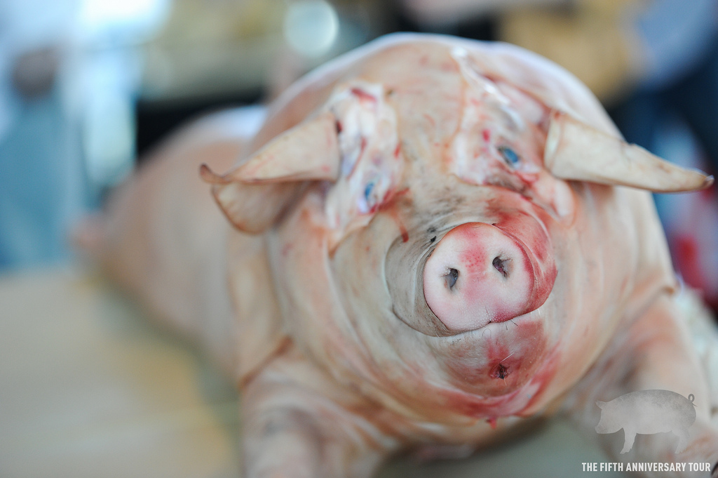 A pig waiting to be prepared for Cochon555 in 2013. (Photo: Cochon 555)
