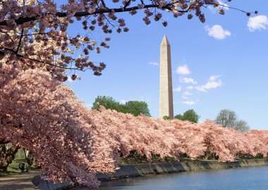 The National Cherry Blossom Festival kicks off this weekend even without the blossoms. This scene is from 2014. (Photo: Getty Images)