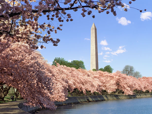 The mild winter means an early bloom for D.C.'s cherry blossoms. It also could mean an early and sever allergy season. (Photo: Getty Images)
