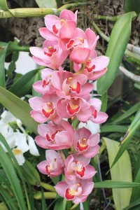 It's orchid month at Hillwood Museum, Estate and Gardens. (Photo: Hillwood)