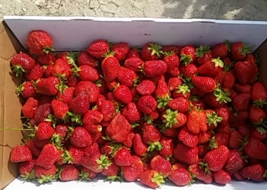 A bounty of strawberries after an hour of picking. (Photo: Mark Heckathorn/DC on Heels)