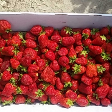 A bounty of strawberries after an hour of picking. (Photo: Mark Heckathorn/DC on Heels)