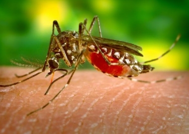 Mosquitos can carry West Nile Virus. (Photo: James Gathany/Center for Disease Control and Prevention)