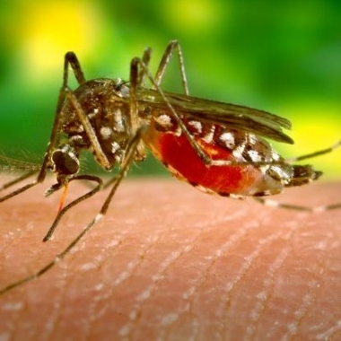 Mosquitos can carry West Nile Virus. (Photo: James Gathany/Center for Disease Control and Prevention)