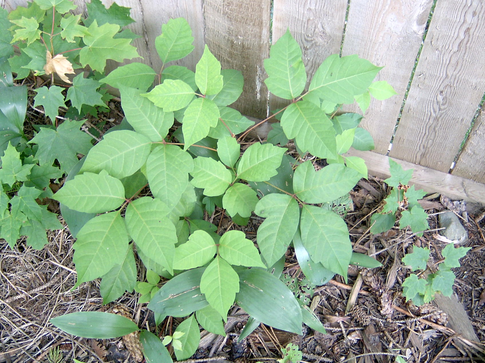 Poison ivy leaves grow in groups of three. (Photo: Michigan State University)