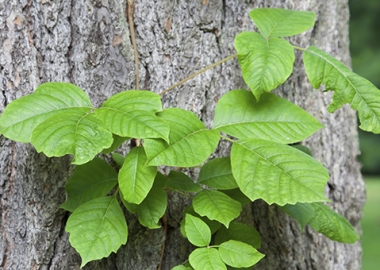 Some people are more allergic to poison ivy than other. (Stock Photo)