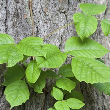Some people are more allergic to poison ivy than other. (Stock Photo)