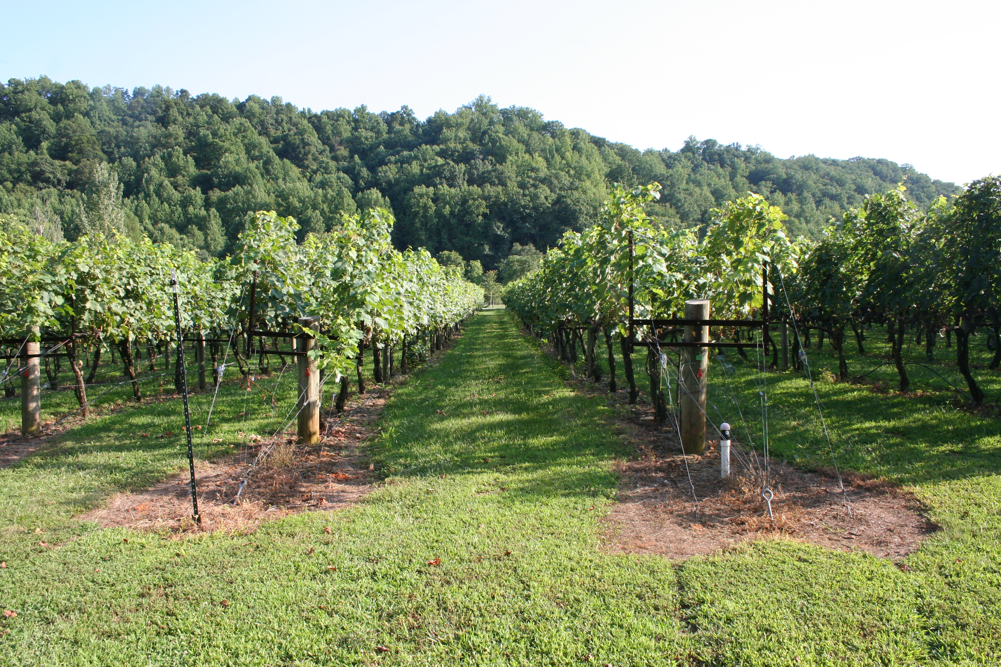 DuCard Vineyards grows seven varieties of grapes on 15 acres. (Photo: Mark Heckathorn/DC on Heels)
