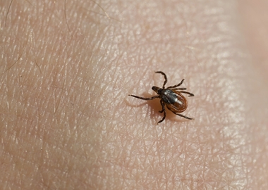 The blacklegged deer tick can cause Lyme disease. (Photo: Penn State)