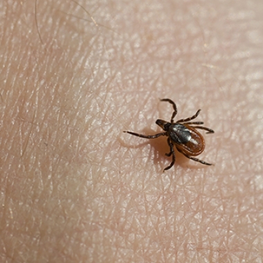 The blacklegged deer tick can cause Lyme disease. (Photo: Penn State)