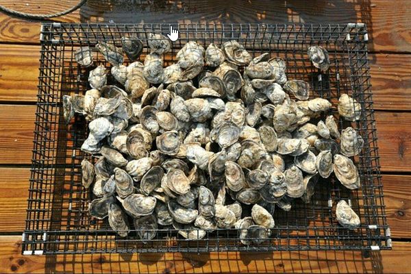 Blue Duck Tavern is now serving its own Blue Chesapeake oyster from True Chesapeake Oyster Co. (Photo: True Chesapeake Oyster Co./Instagram)