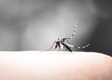 Three cases of the Zika virus have been reported in D.C. -- one in 2015 and two this year after people visited infected countries. (Photo: Thinkstock)