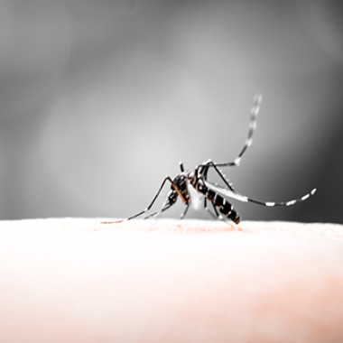 Three cases of the Zika virus have been reported in D.C. -- one in 2015 and two this year after people visited infected countries. (Photo: Thinkstock)