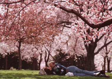 Lay under the cherry blossoms this spring with someone special. (Photo: romanticideasinlife.wordpress.com)