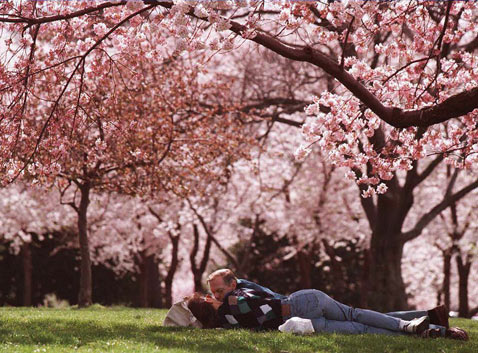 Lay under the cherry blossoms this spring with someone special. (Photo: romanticideasinlife.wordpress.com)