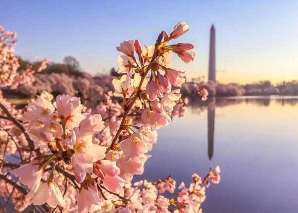 The Nationall Cherry Blossom Festival attracts thousands of tourists every year. (Photo:: packedsuitcase.com