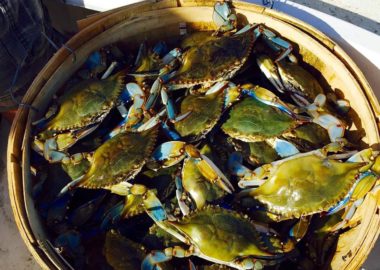 The blue crab population in the Chesapeake Bay has increased since last year, according to a survey by the Maryland Department of Natural Resources. (Photo: Maryland Department of Natural Resources)