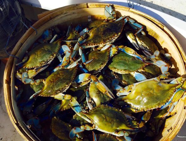 The blue crab population in the Chesapeake Bay has increased since last year, according to a survey by the Maryland Department of Natural Resources. (Photo: Maryland Department of Natural Resources)