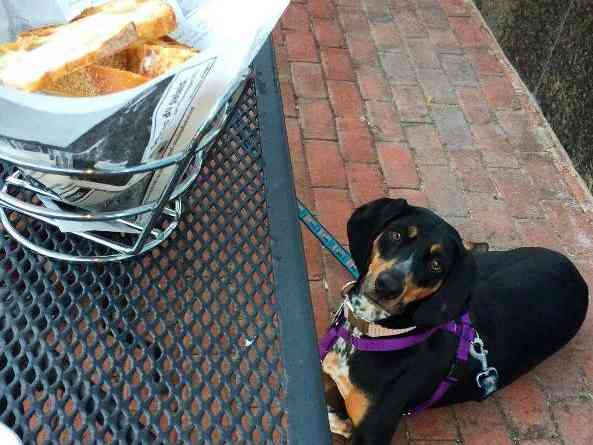 Bastille will host a special Paws on the Patio happy hour on Sunday benefiting Operation Paws for Homes. (Photo: @southwiches)