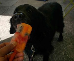 Macon Bistro is offering dog-friendly popsicles made with chicken or beef broth, white peaches, strawberries and blueberries. (Photo: Macon Bistro & Larder)