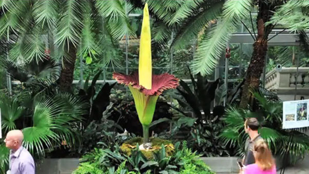 The 6-year-old corpse flower is reaching peak bloom this weekend at the U.S. Botanic Garden. (Photo: Jacquelyn Martin/AP)