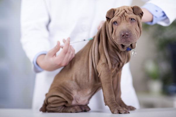 Vaccinations will help your pet live a long, healthy life. (Photo: iStock)