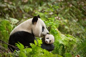 The Environmental Film fest will screen Disneynature's upcoming "Born in China" at 1 p.m. Sunday at the National Museum of American History. (Photo: Disney)