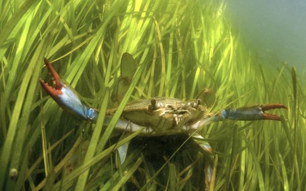 Blue crabs bury themselve in mud at the bottom of the bay over winter. (Photo: Jay Fleming)