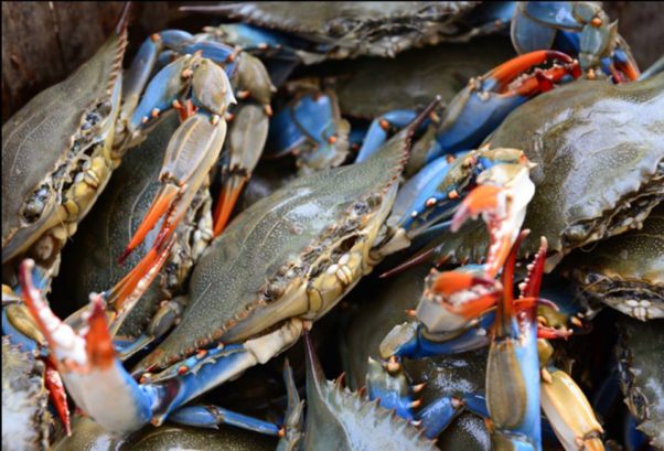 The blue crab popluation in the Chesapeake Bay is down 18 percent this year according to the state's dredge report. (Photo: Ivy City Smokehouse/Facebook)