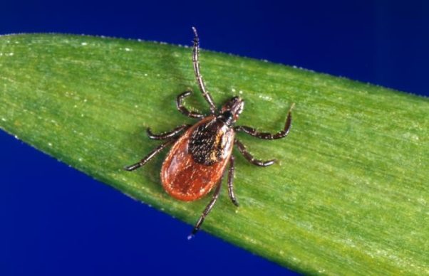 Blacklegged ticks, also known as deer ticks, often carry the bacteria that causes Lyme disease. (Photo: Penn State)