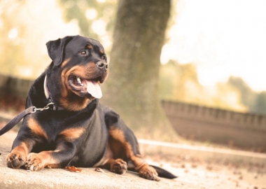 When approaching a new dog, always ask the owner or handler if you can pet it. (Photo: Matthias Zomer/Pexels)