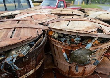 Because the adult blue crab population fell over winter due to the cold weather, you will have to wait until mid-summer when the young crabs mature are large enough to keep to get your fill. (Photo: Jay Diem/Delmarva Now)