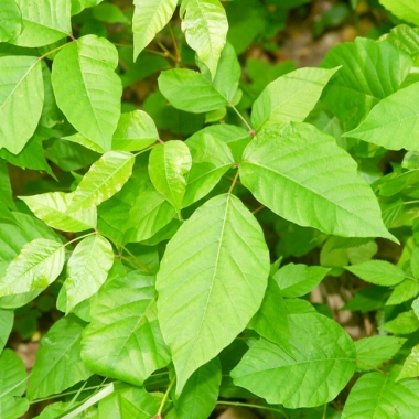 Poison ivy is commonly confused with other plants, such as box elder, fragrant sumac and Virginia creeper. Notice that poison ivy has three divided leaves, with the center leaflet on a longer stalk. It also produces white, waxy berries along the stem in summer. (Photo: Missouri Department of Conservation)