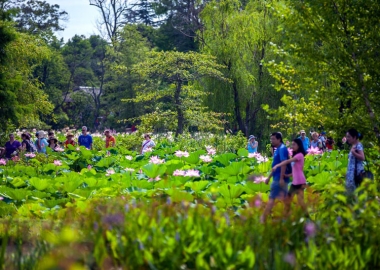 The annual Lotus and Water Lily Festival and Kenilworth Aquatic Gardens is this Saturday and Sunday. (Photo: Kenilworth Aquatic Gardens)