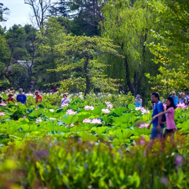 The annual Lotus and Water Lily Festival and Kenilworth Aquatic Gardens is this Saturday and Sunday. (Photo: Kenilworth Aquatic Gardens)